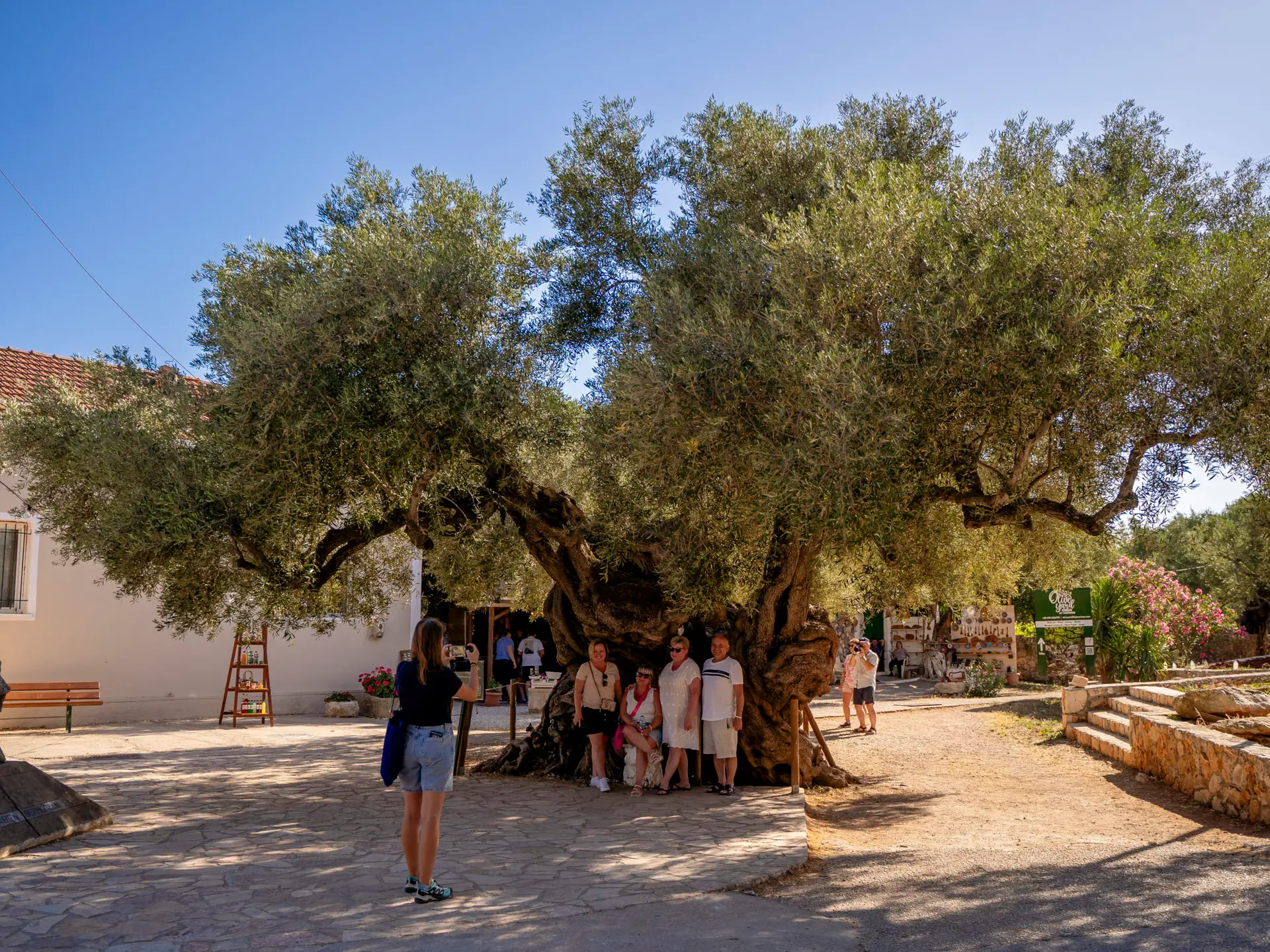 Turyści pozują przy najstarszym drzewie oliwnym na Zakynthos w wiosce Exo Chora, otoczeni kamiennymi domami i zielenią.