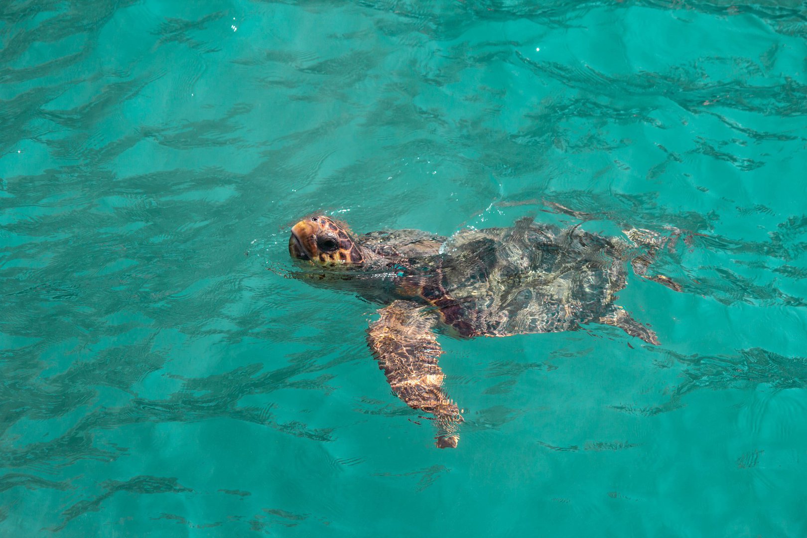 Duży żółw morski Caretta caretta wynurza się z wód Zatoki Laganas z morza, Zakynthos, Grecja, wycieczki lokalne po polsku