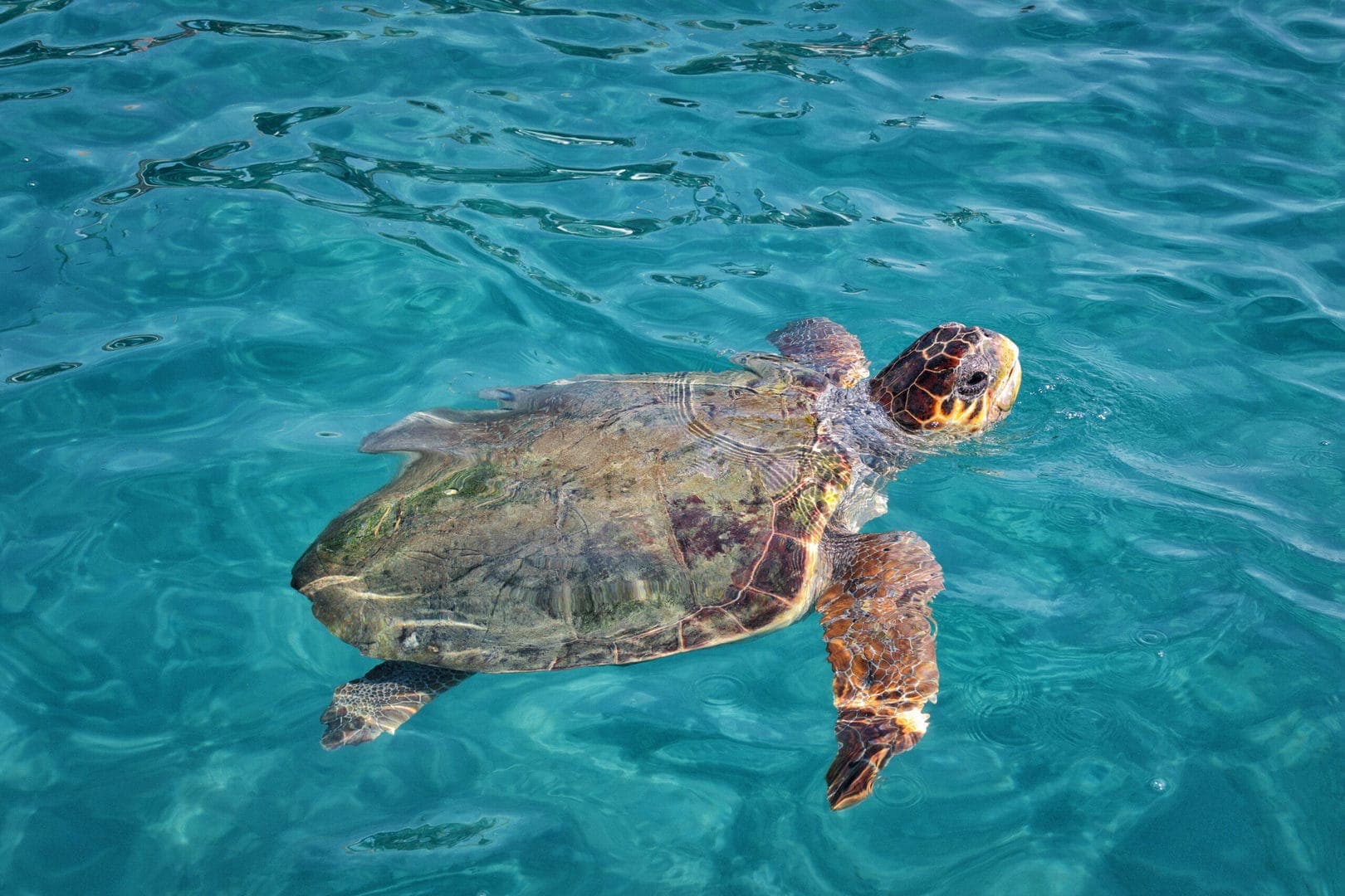 Żółw Caretta caretta wynurzający się z wód Zatoki Laganas podczas rejsu z przewodnikiem po polsku na Zakynthos