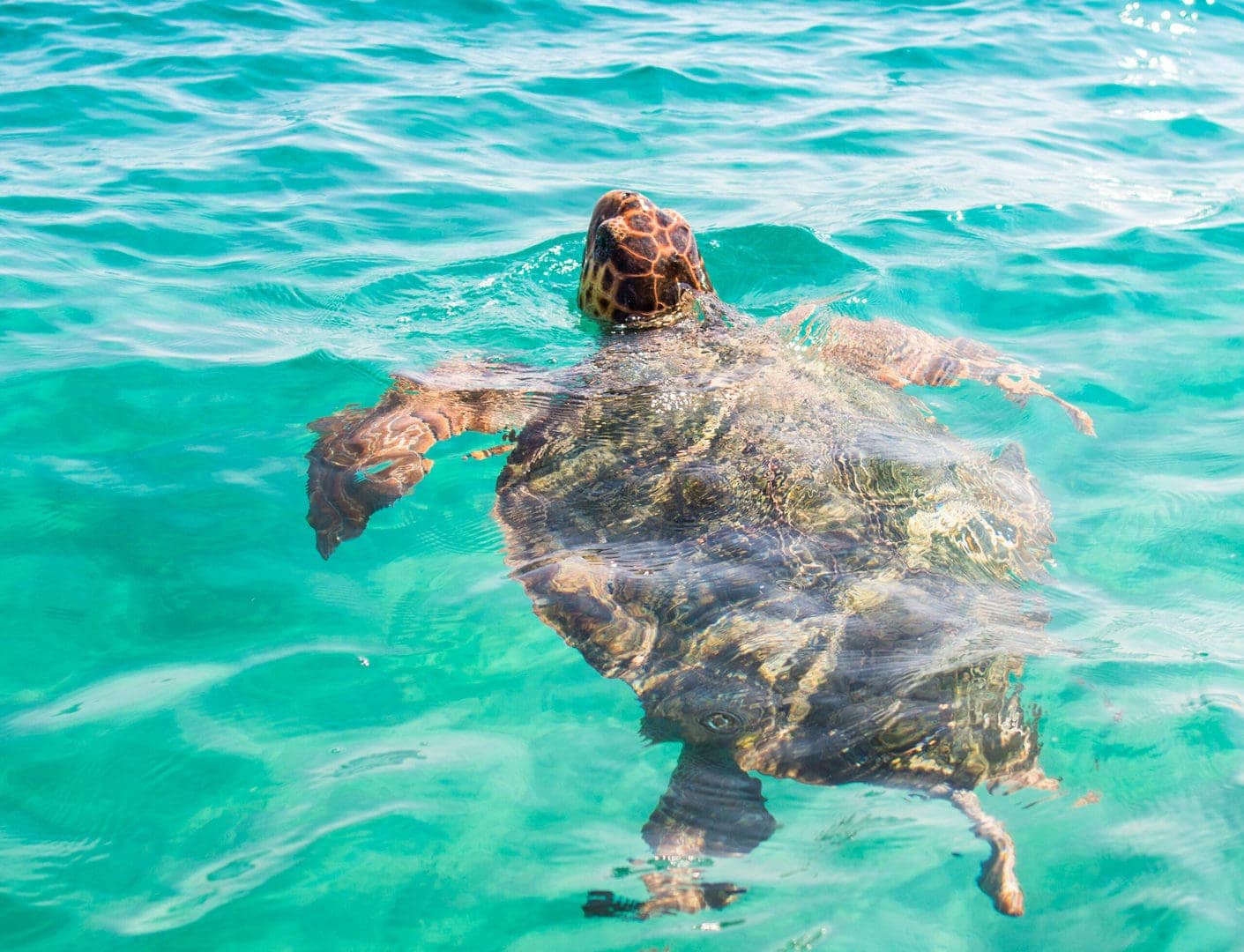 Rejs na żółwie na Zakynthos