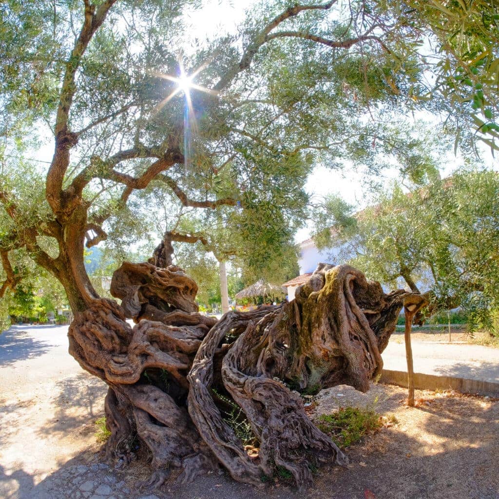Zakynthos, najstarsze drzewo oliwne, Exo Chora, Zakynthos – wycieczki jednodniowe Grecja