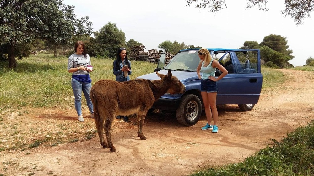 Zakynthos, Grecja, wycieczki fakultatywne i lokalne z przewodnikiem – grupa młodych dziewczyn, poza szlakiem turystycznym w górach, spotyka osła