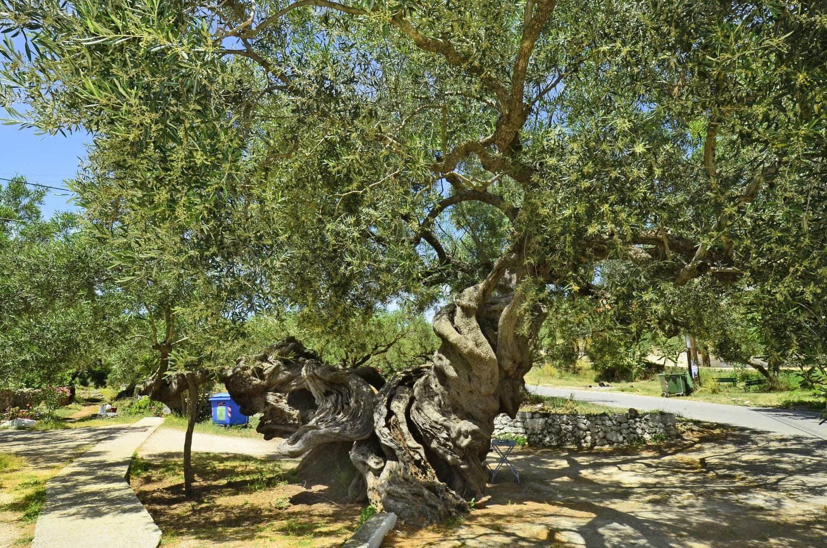najstarsze drzewo oliwne