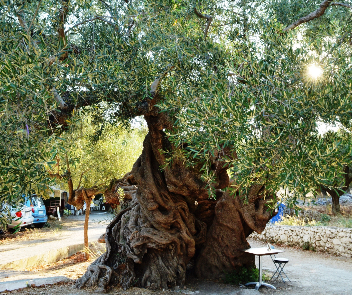 Potężne najstarsze drzewo oliwne w miejscowości Exo Chora na Zaknthos