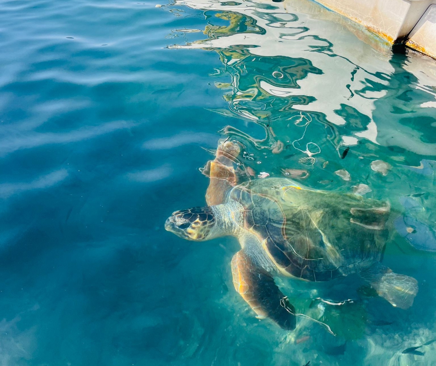 Morski żółw Caretta caretta wynurzający się wody