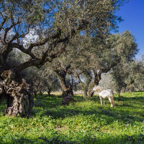 White,Horse,In,An,Olive,Grove