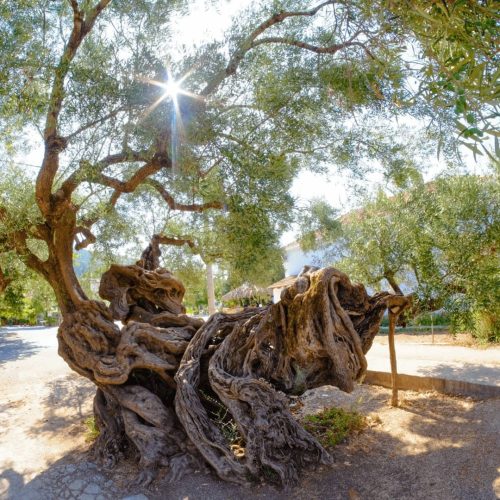 Najstarsze drzewo oliwne na Zakynthos podcza wycieczki z Zante Magic Tours Mix Południe w Grecji po polsku z przewodnikiem i dla dzieci