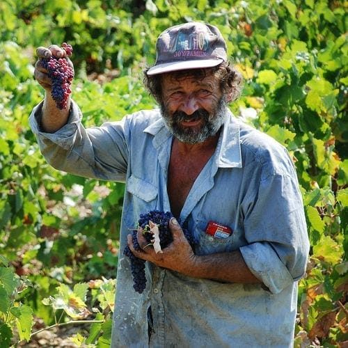 mezczyzna-w-winiarni-Zakynthos-wina-winogrona-tradycje-wycieczki-fakultatywne-po-polsku-Callinico
