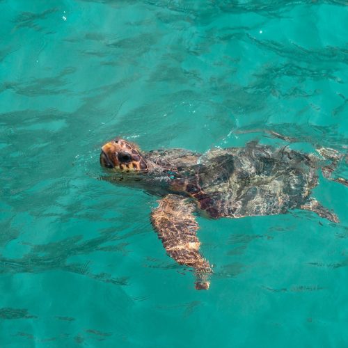Rejs na żółwie na Zakynthos
